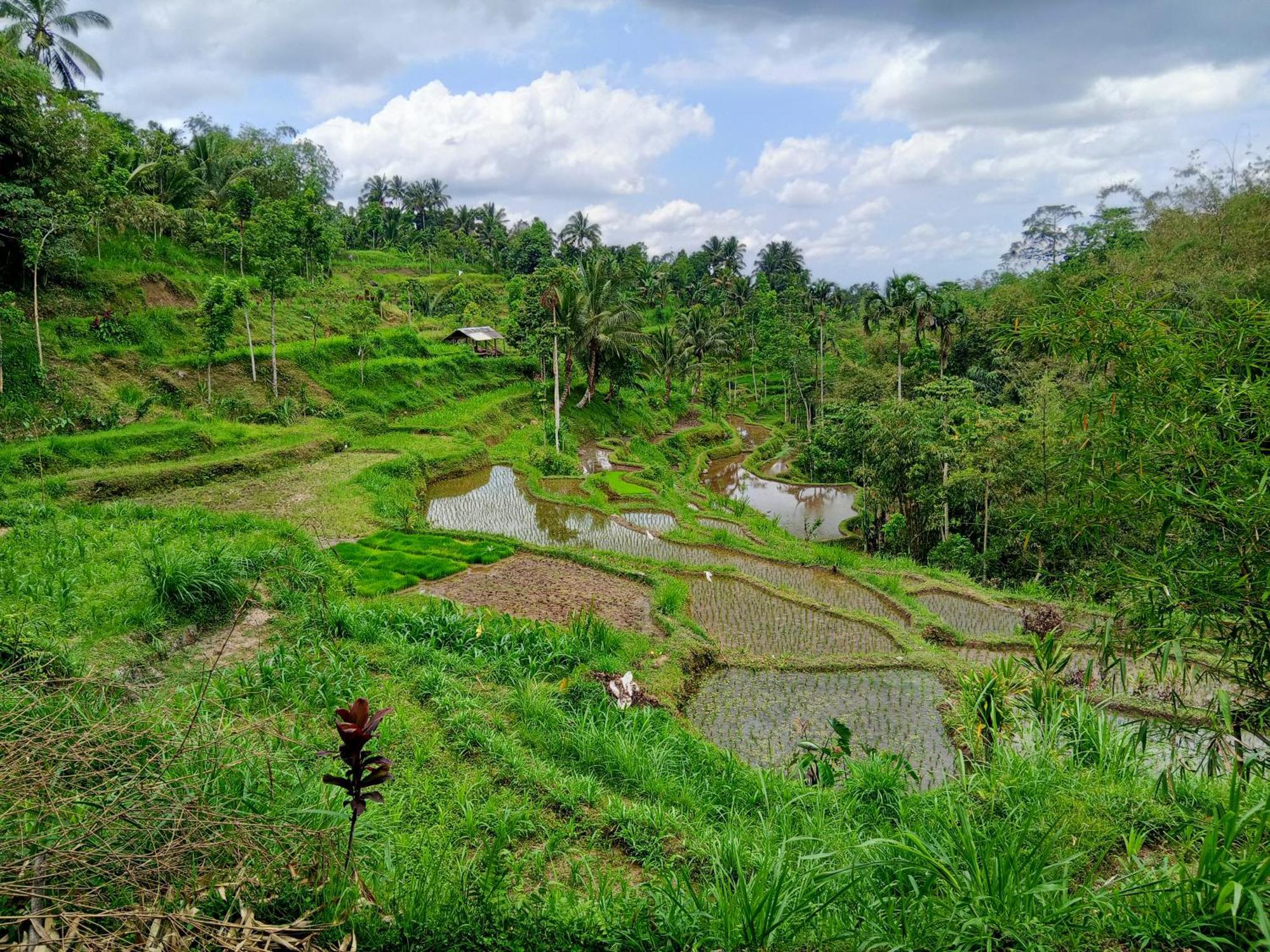 Linkgreen Homestay Lombok Tetebatu Δωμάτιο φωτογραφία